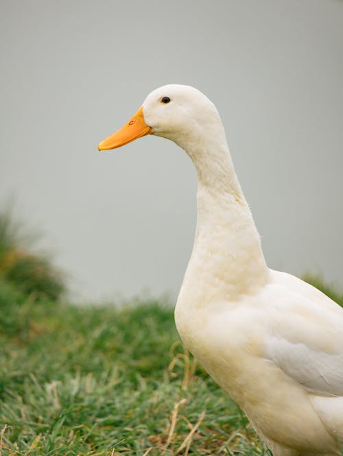 White Duck on Green Grass