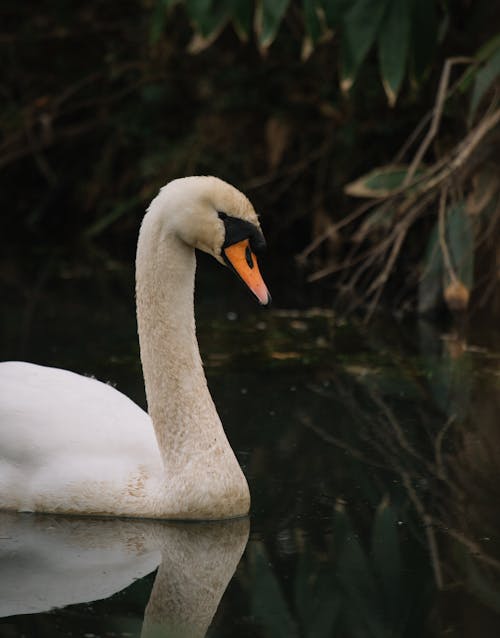 Fotobanka s bezplatnými fotkami na tému fotografovanie vtákov, kačica, mute labuť