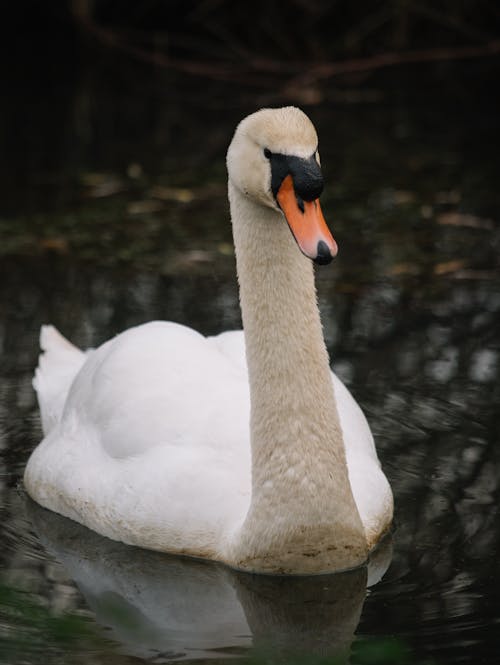 Fotobanka s bezplatnými fotkami na tému fotografovanie vtákov, kačica, mute labuť