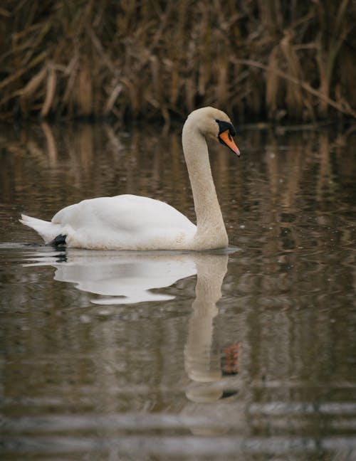 Swan on Body of Water