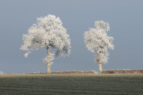 White Trees on Green Grass Field