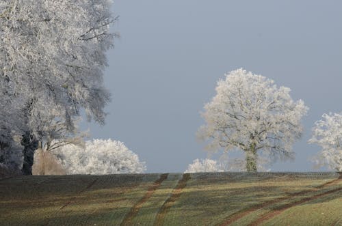 White Leaf Trees on Green Grass Field