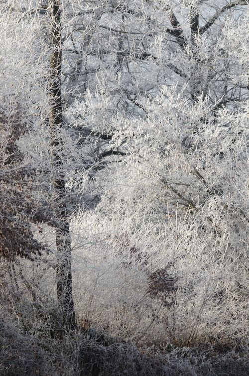 Free Stunning winter scene of frost-covered trees in France, capturing the essence of winter. Stock Photo