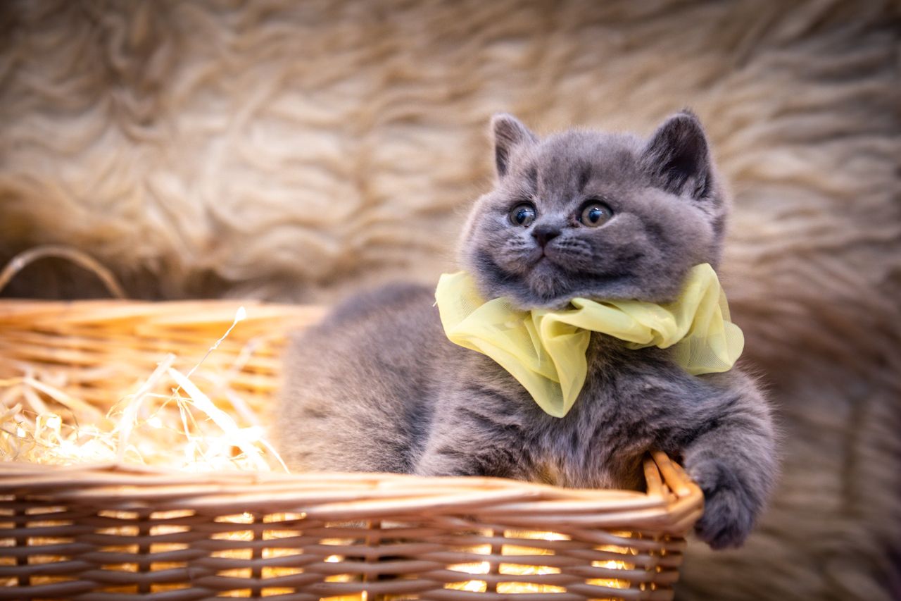 charming grey kitten with a yellow bow in a cozy basket perfect for cu