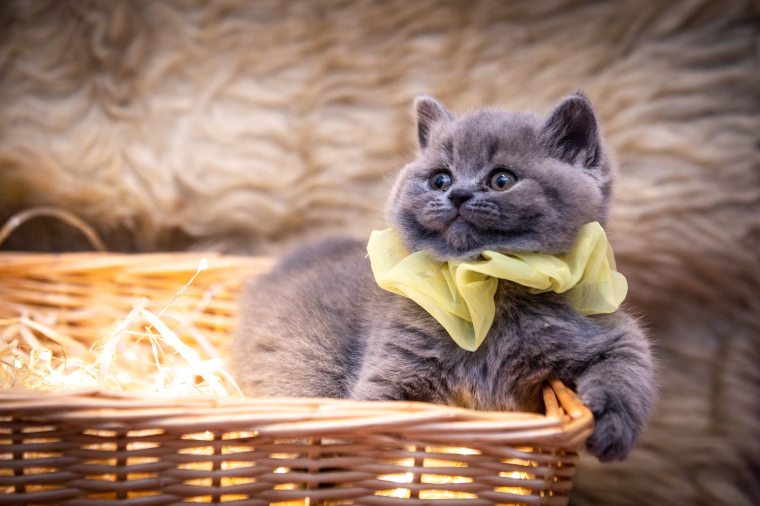 Kitten with yellow bow