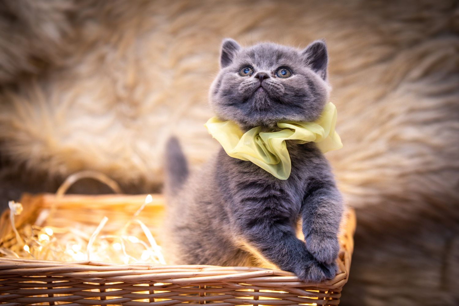 British Shorthair kitten in basket