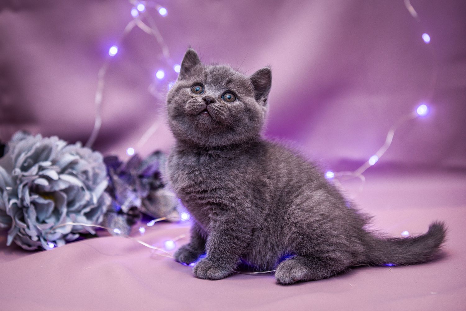 Kitten with flowers
