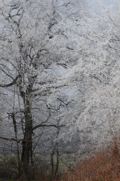 Free Capture of frosty trees in a scenic winter landscape in France. Perfect for nature lovers and winter enthusiasts. Stock Photo