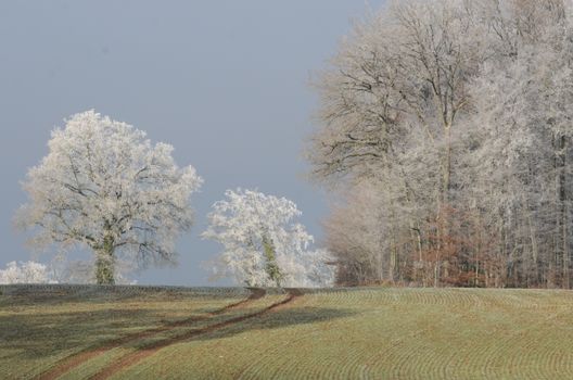 Green Grass Field Near White Trees 