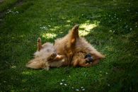 Brown Long Coated Dog on Green Grass Field