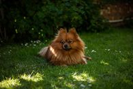 Brown Pomeranian on Green Grass Field