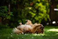 Brown Long Coated Dog Lying on Green Grass