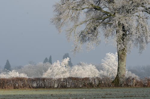 Green Grass Field With Trees Under Gray Sky