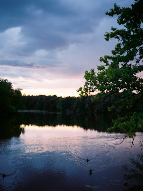 Green Trees Beside Lake Under Cloudy Sky