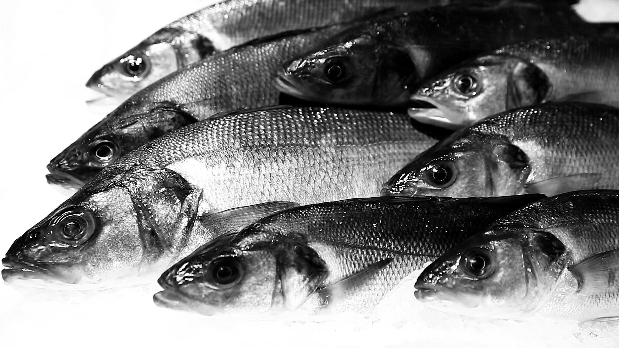 魚 魚市場の無料の写真素材