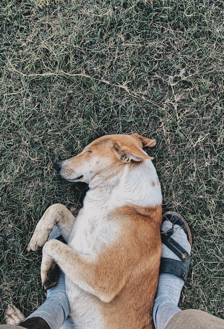 A Dog Sleeping On The Grass 