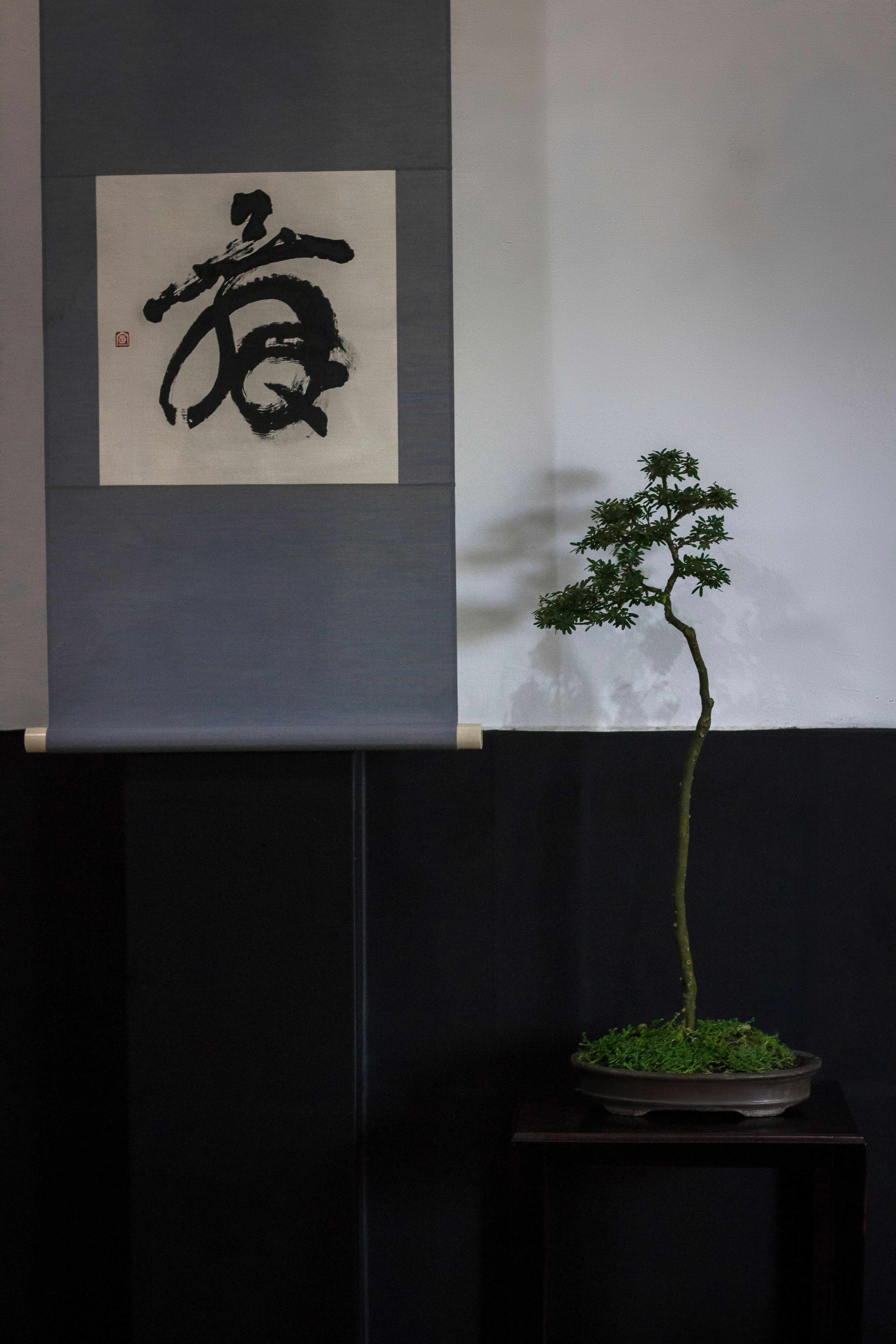 Serene indoor setting with a bonsai tree and Japanese calligraphy, creating a zen atmosphere.