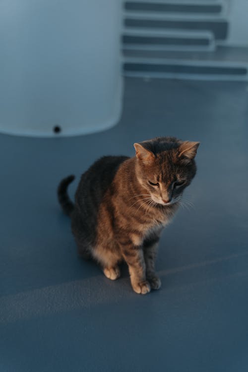 Close-Up Shot of a Tabby Cat Sitting