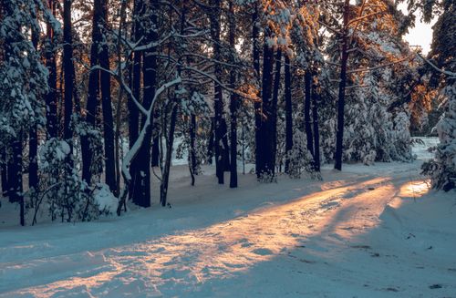 Free Beautiful snow-covered forest path with pine trees at sunrise in Riga, Latvia. Stock Photo