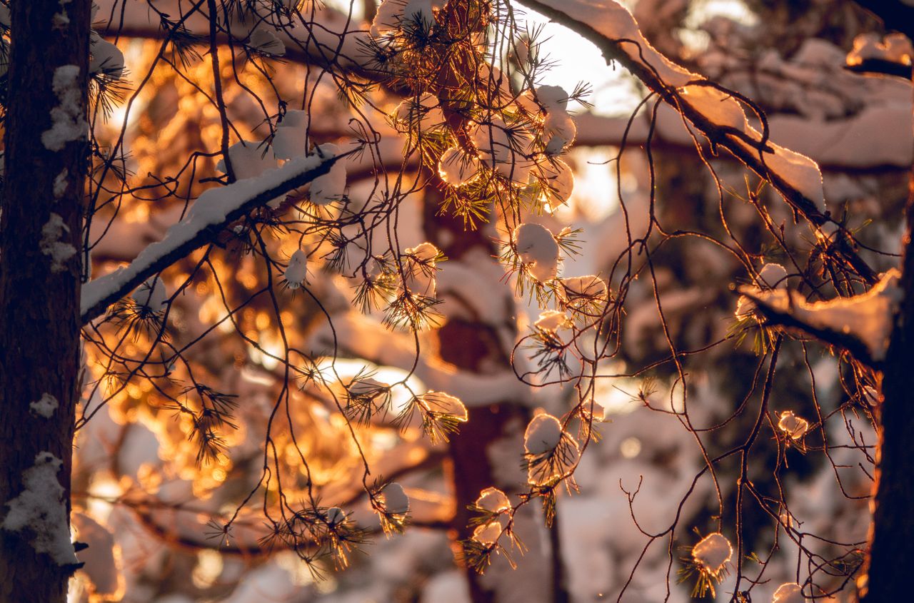 golden sunlight illuminating snowy trees in a serene winter forest in