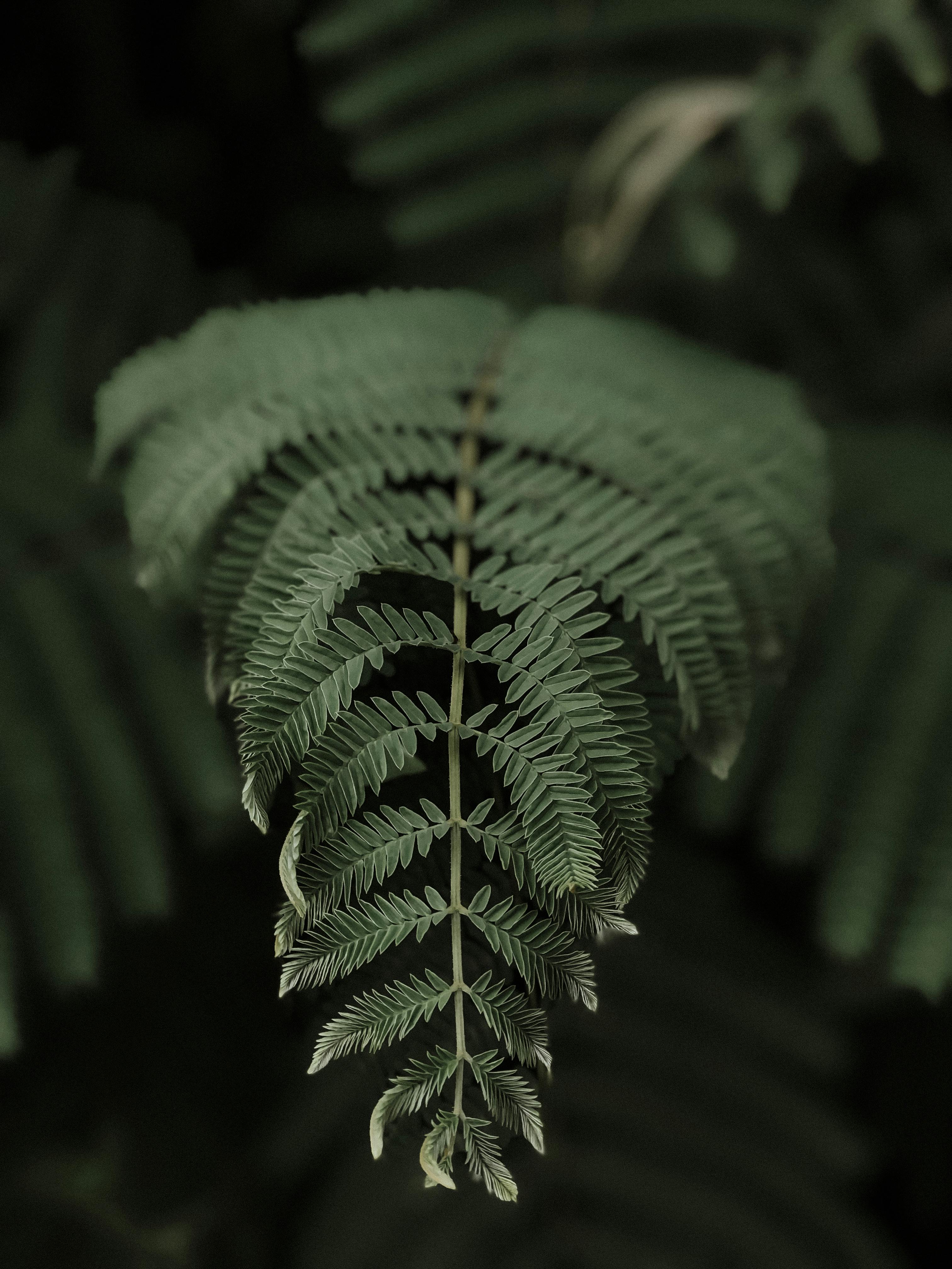 Low Exposure Close-up of Fern Leaves · Free Stock Photo