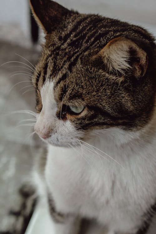 Free Close-Up Shot of a Cat  Stock Photo