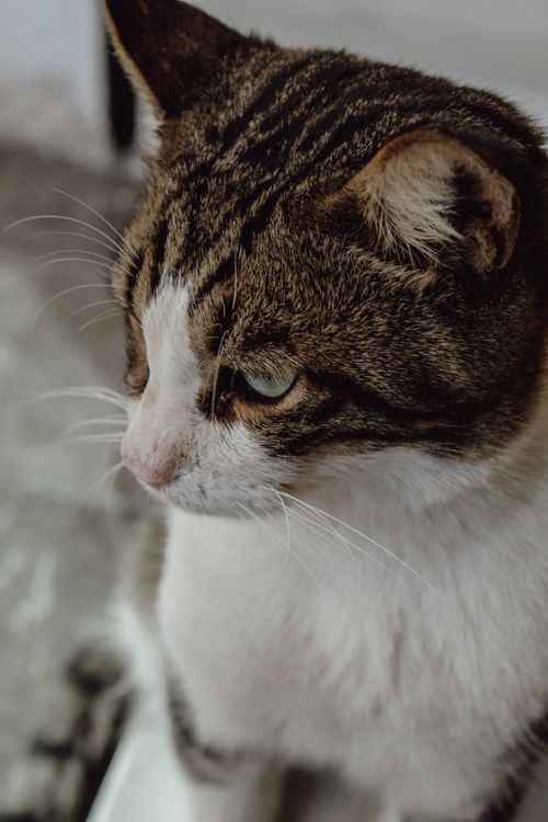 Free Detailed portrait of a domestic tabby cat, capturing its unique fur patterns and serene expression. Stock Photo