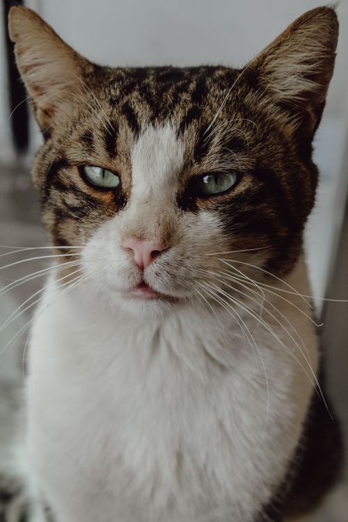 Free Detailed close-up of a tabby cat with striking green eyes and distinctive facial features. Stock Photo