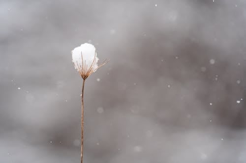 Foto profissional grátis de com frio, fechar-se, fino