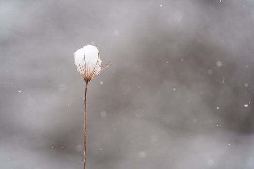 Close-up of a plant with delicate snowflakes in a serene winter setting.