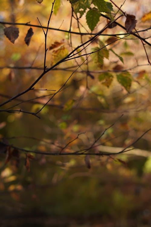 가을 숲, 떨어지다, 안개 낀의 무료 스톡 사진
