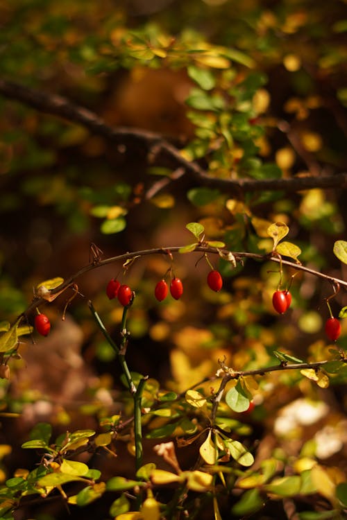 Close-up of a Shrub with Wild Red Berries 