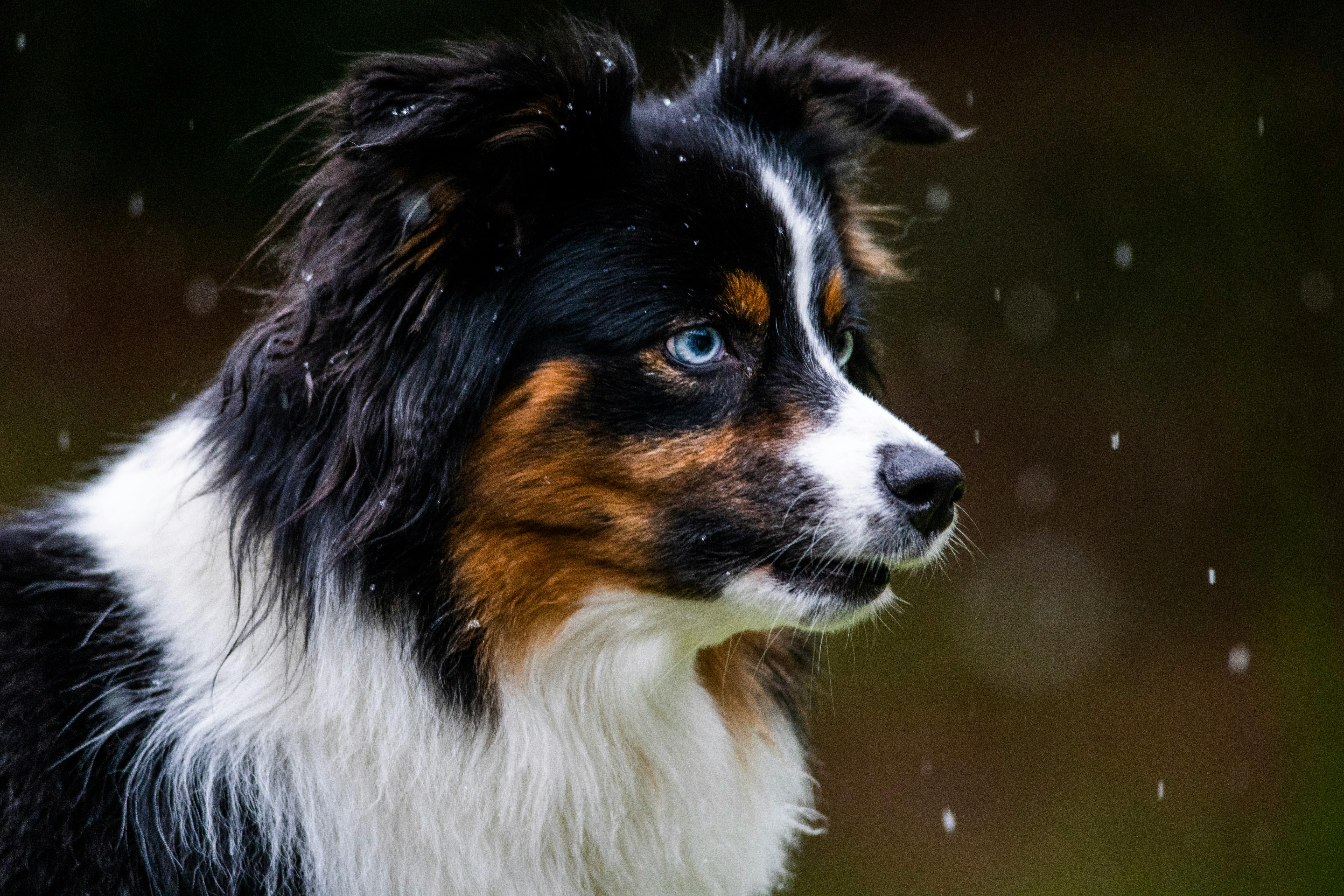 The Evolutionary Benefits of Wet Noses in Dogs: Nature’s Smart Design