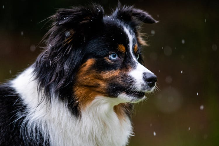 Portrait Of Cute Dog In Rain