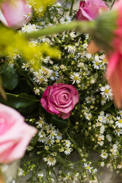 คลังภาพถ่ายฟรี ของ ความชัดลึก, ดอกกุหลาบสีชมพู, ดอกไม้สีขาว