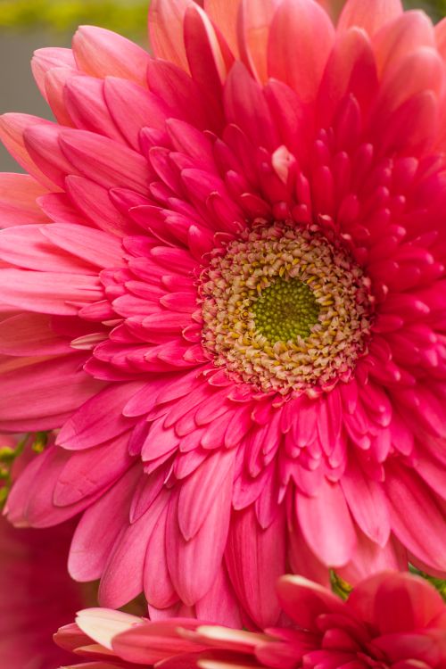 Free Close-up shot of a vibrant pink Gerbera daisy in full bloom, showcasing its lush petals. Stock Photo