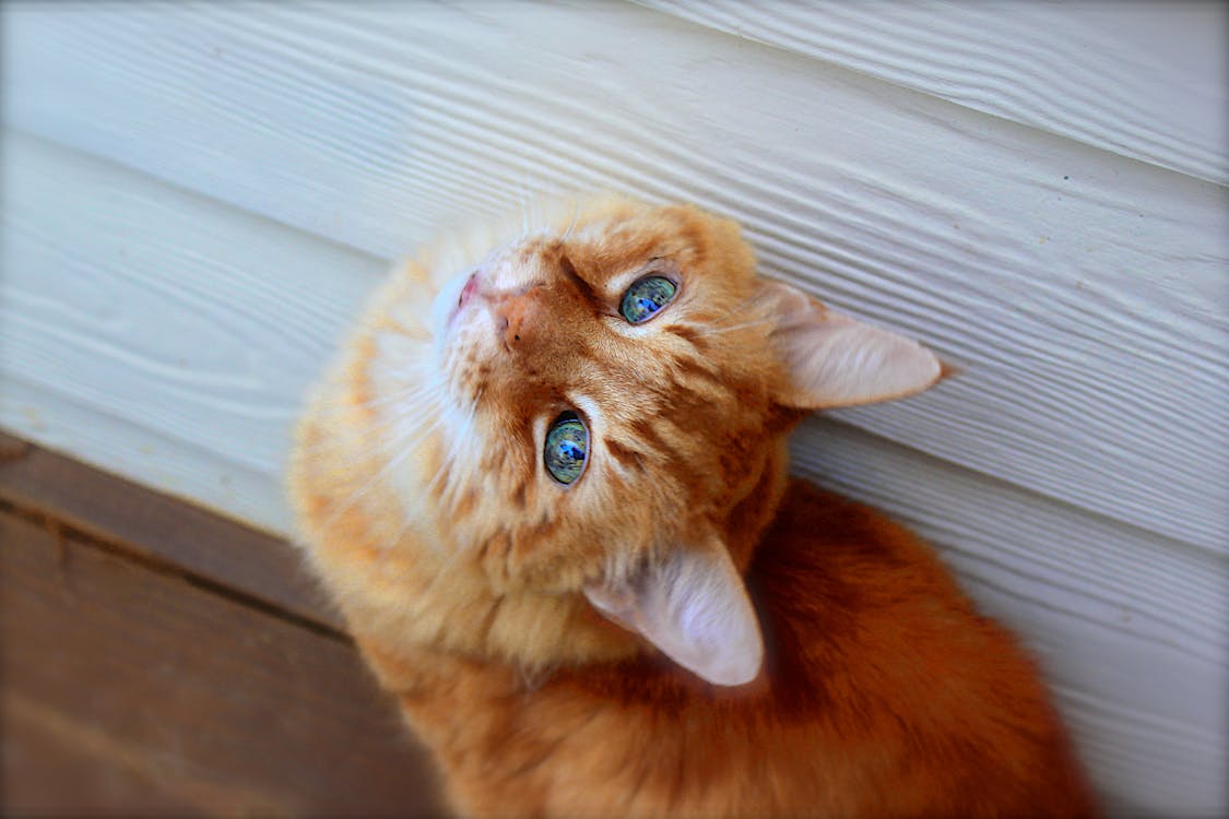 Free Close Up Photo of Tabby Cat Stock Photo