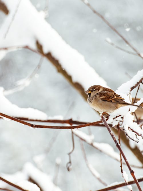 スズメ, 冬, 動物の無料の写真素材
