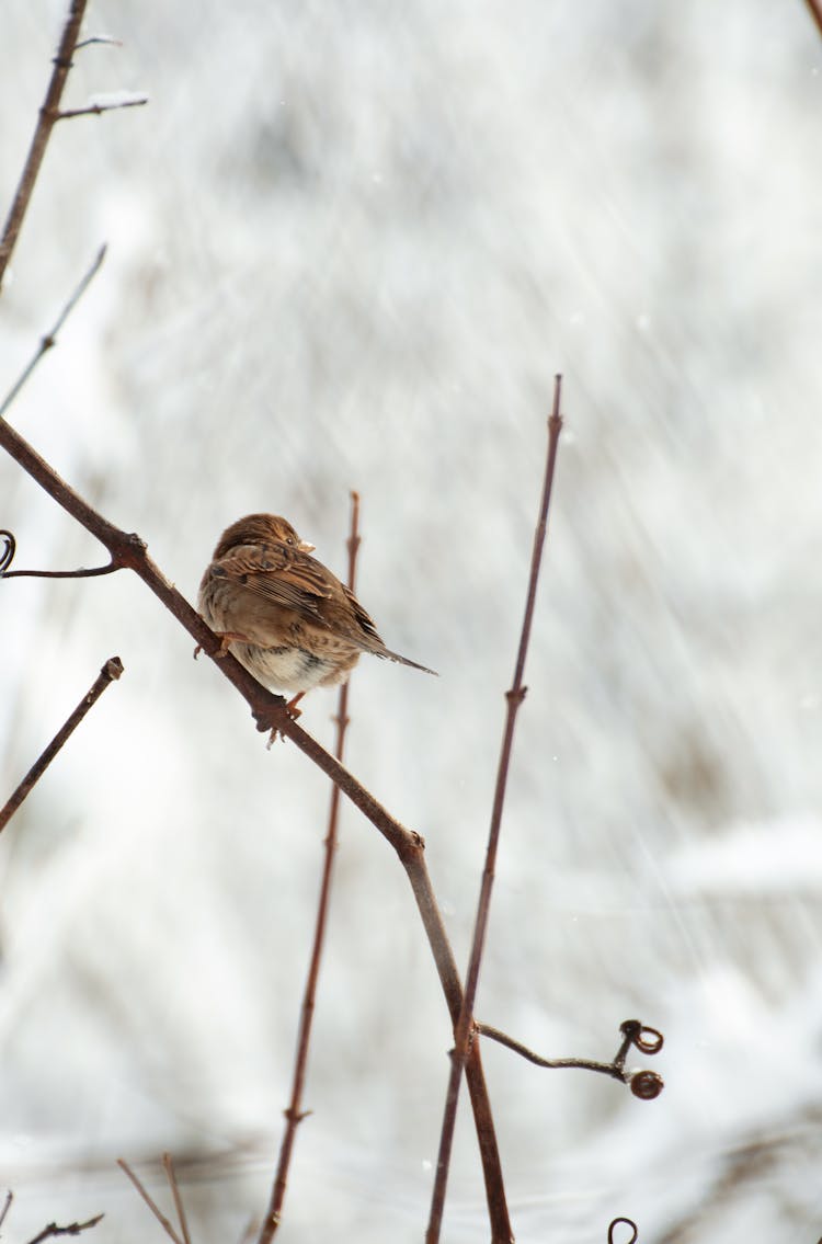 Bird Perching On Branch