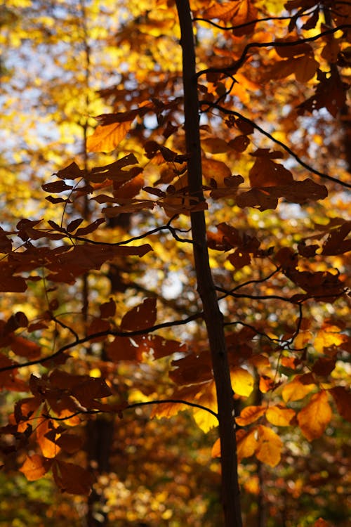 Close-Up Photograph of Autumn Leaves