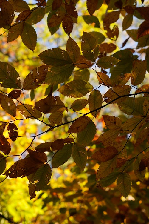 Close-up of Yellow Autumn Leaves of Beech