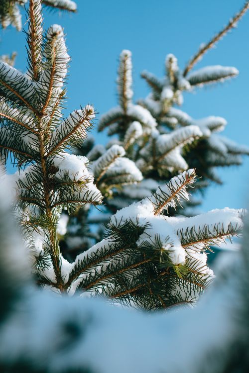 Free Close-up of snow-covered pine branches with a clear blue sky background, capturing the beauty of winter. Stock Photo
