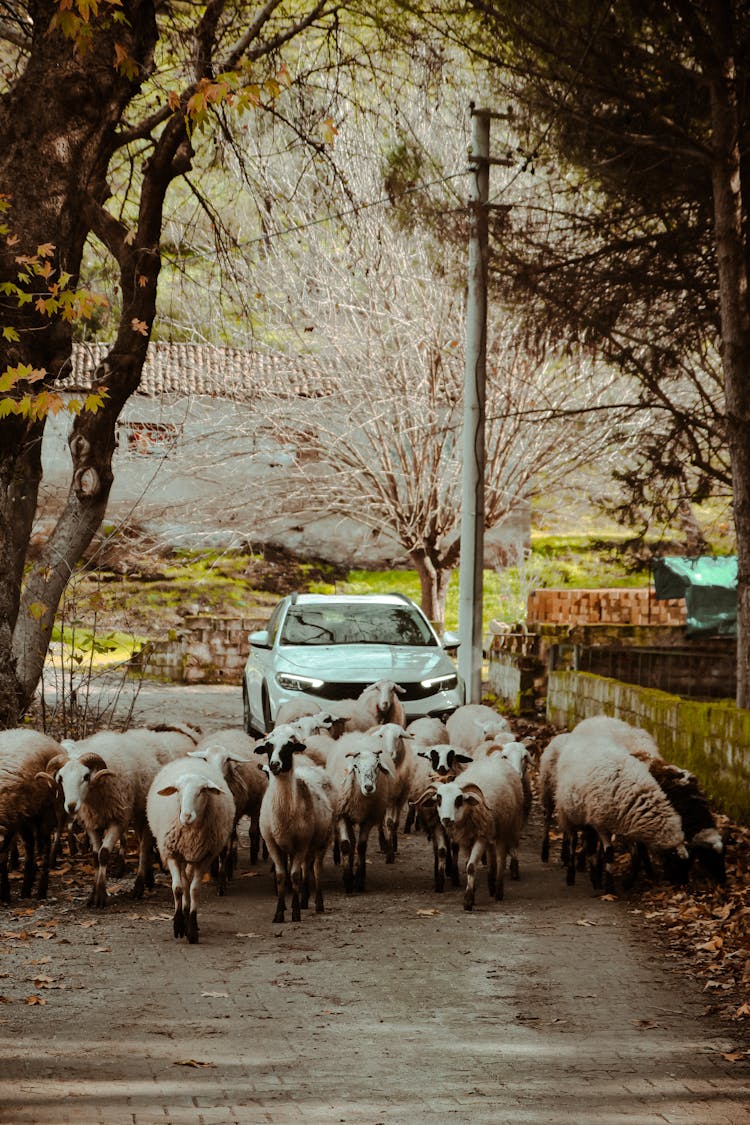 Sheep And Goats On Road