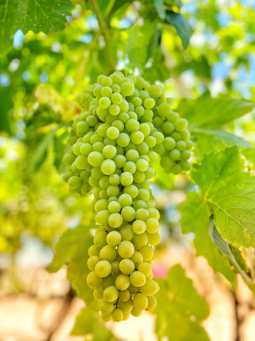 Green Grapes on the Tree