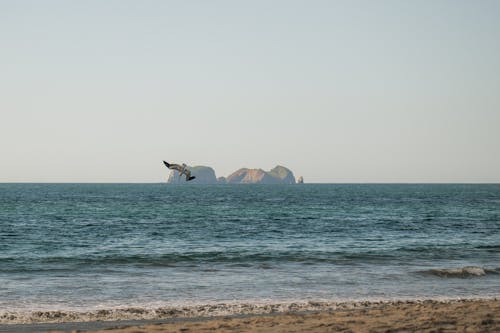 Photos gratuites de à la plage, animal, arrière-plan