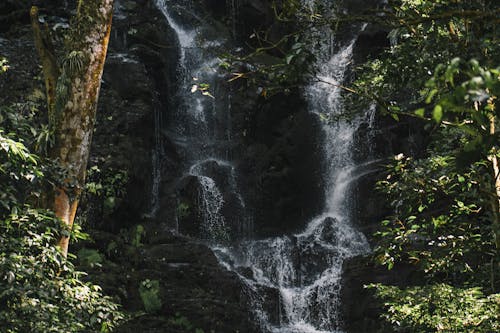 A Waterfall in the Forest 