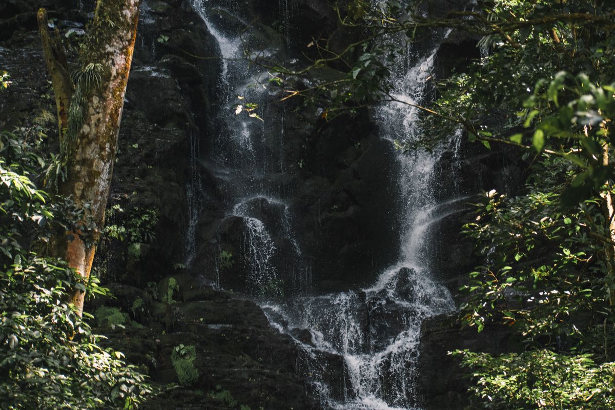 Water cascading through dense Costa Rican rainforest