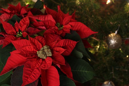 Gratis stockfoto met decoraties, detailopname, Kerstmis Stockfoto