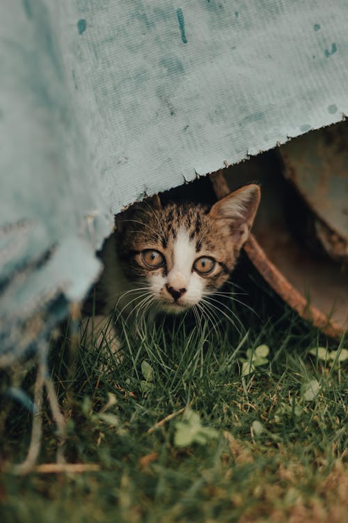 Free Close-Up Shot of a Tabby Kitten Stock Photo