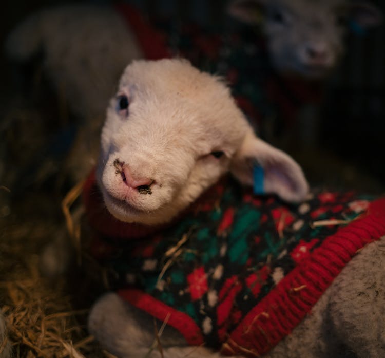 Baby Sheep In Sweater